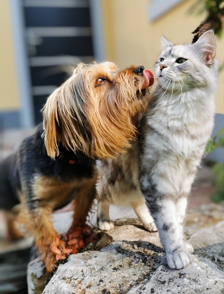 Un chien mignon lèche un chat de façon enjouée.